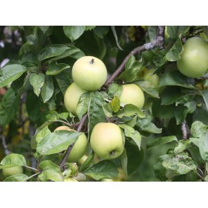 Jabloň domáca (Malus domestica) ´GRANNY SMITH´ - zimná, výška 130-150 cm - voľnokorenná